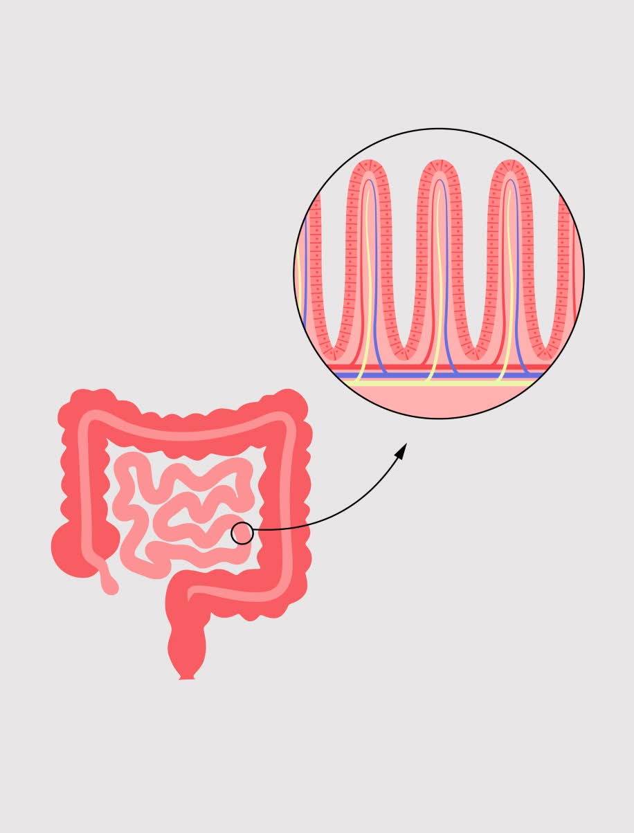 Gut health