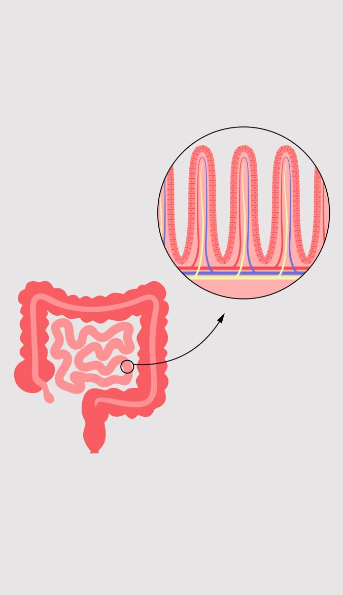 Gut health