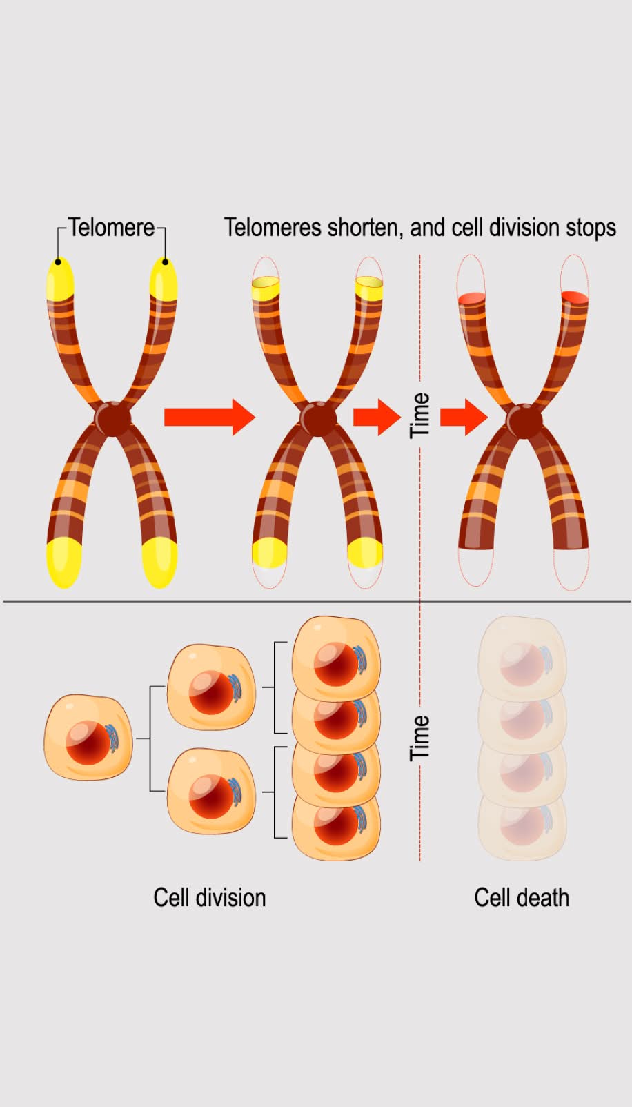 Telomeres