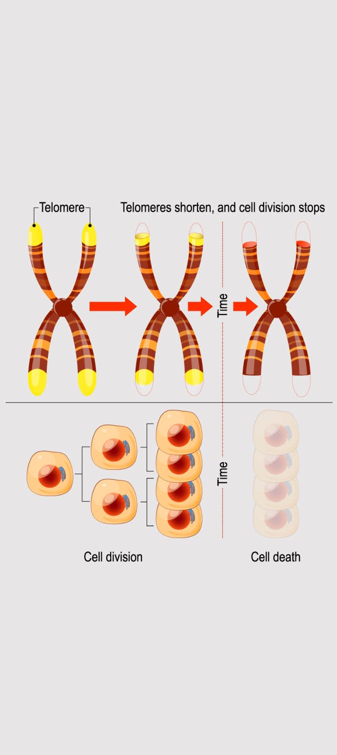 Telomeres