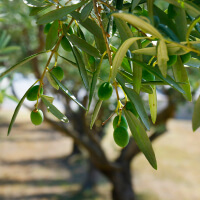 ingredient icon