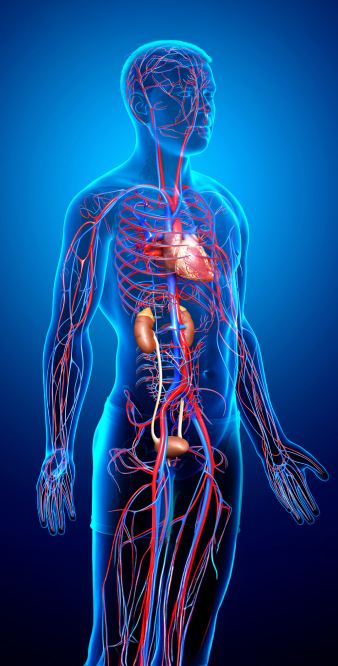 Human body
