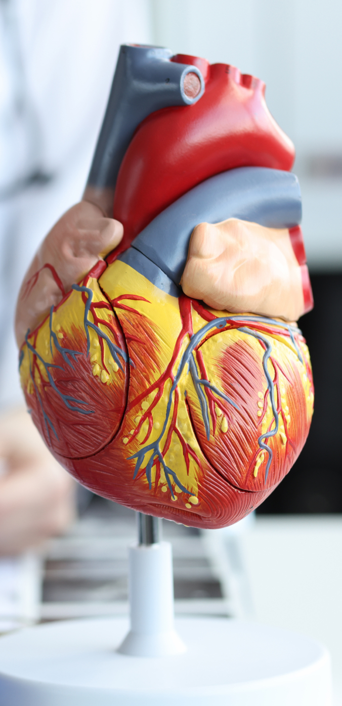 Heart model