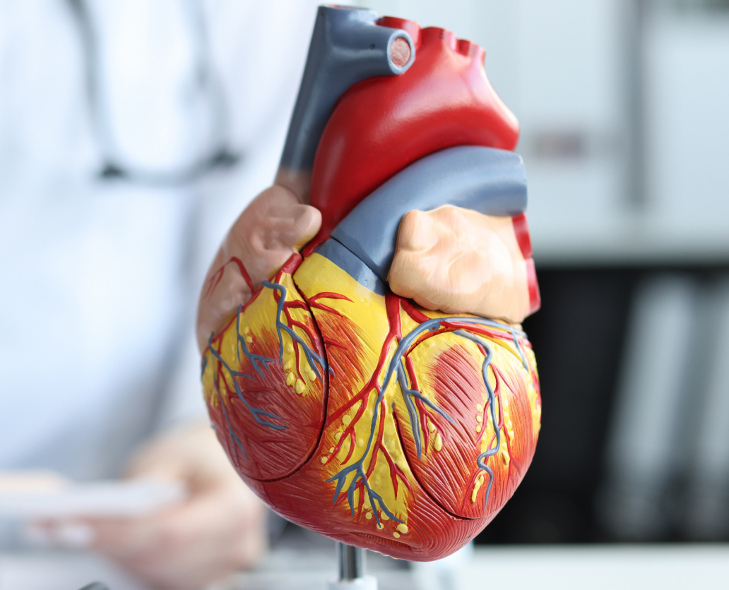 Heart model