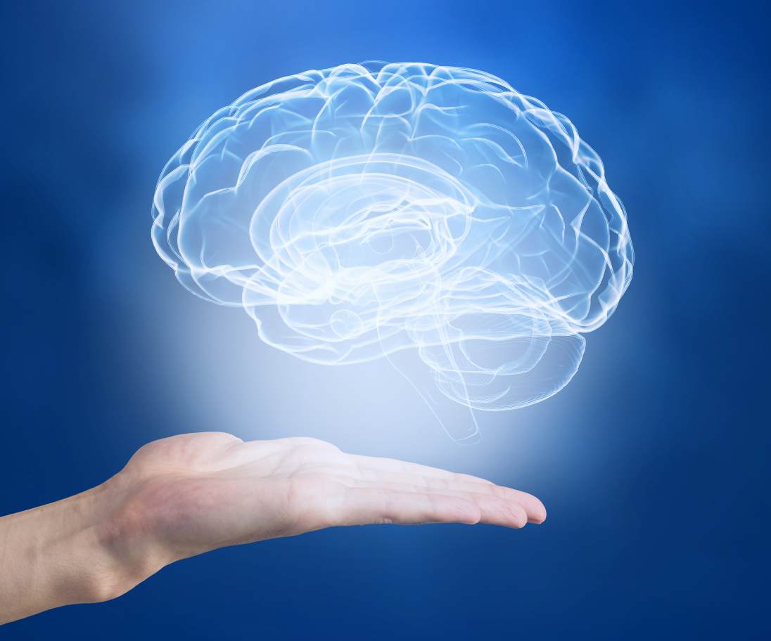 Brain
