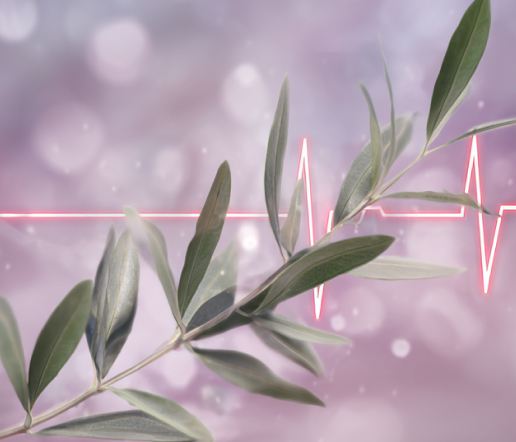 Olive leaf