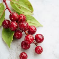 ingredient icon