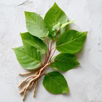 ingredient icon