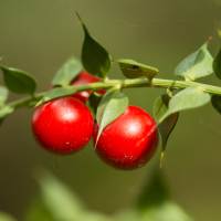 ingredient icon